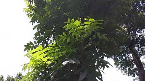 Lush tree branches and foliage under bright sky the view looking up into the 動画素材 337715437