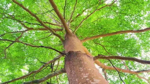 Lush tree branches filled with bright green leaves reaches upward. video Video stock 312065096