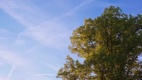 Lush Tree Canopy Against Bright Blue Sky — Swiss Summer Nature B-Roll Vídeos de archivo 336213121