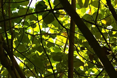 Lush tree canopy with bright sun rays piercing through leaves Stock Photos