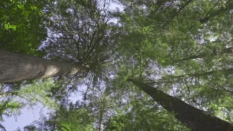 Lush Tree Canopy Stock Footage 268775055