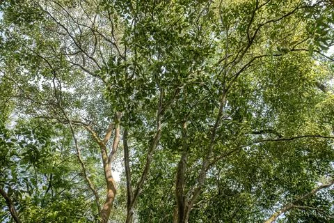 Lush Tree Canopy with Natural Branches Under Bright Sky Stock Photos