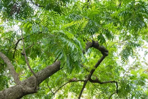 Lush Tree Canopy View from Below in Daylight Stock Photos