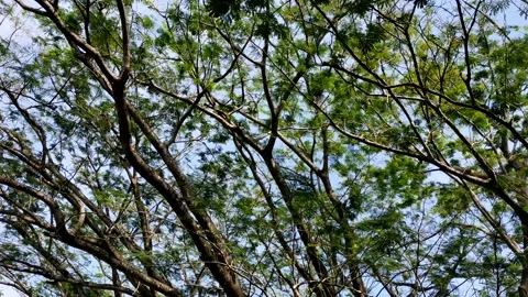 Lush tree cinematic Vídeo Stock 212872911