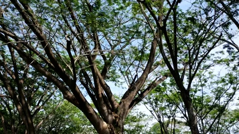 Lush tree cinematic Stock Footage 212872968