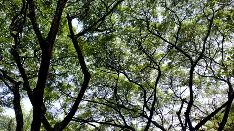 Lush tree cinematic Stock Footage 212873062