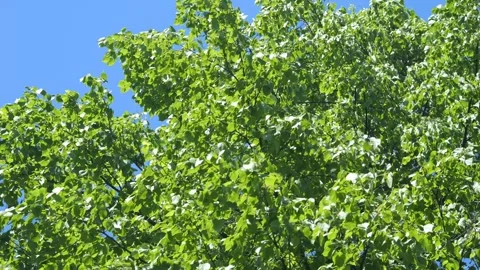 Lush tree crown sways under blue sky, showcasing healthy green leaves Stock Footage 343594266