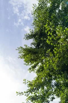 Lush Tree Crown Viewed from Below Up Foto stock