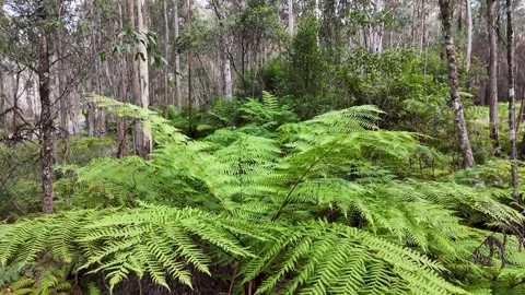 Lush Tree Ferns in Australian Eucalyptus Bushland Forest Stock Footage 345792479