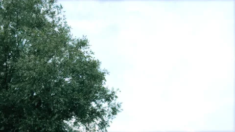 Lush Tree Foliage Swaying Vigorously in the Wind Against a Bright Sky Stock Footage 337551278