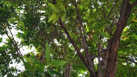 Lush Tree Stock Footage 250376330