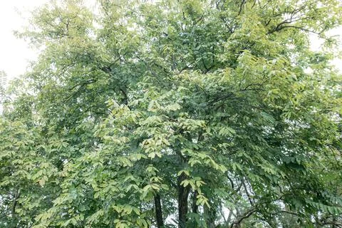 Lush Tree Fully Covered in Green Leaves Stock Photos
