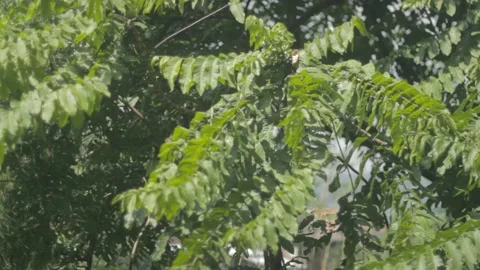 Lush Tree Leaves Close Up Bokeh Stock Footage 233665027