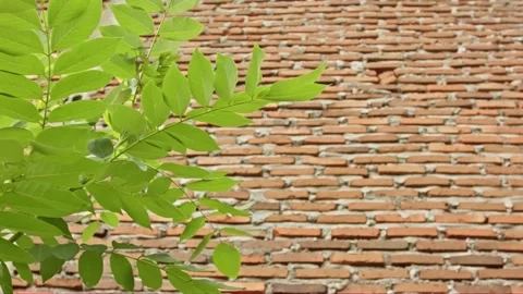 Lush Tree Leaves with Negative Space and Brick Wall Background Video stock 325114230