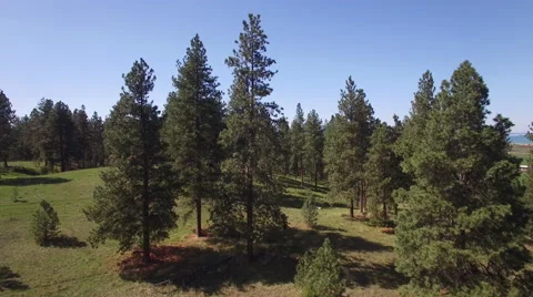 Lush Tree Line Flathead Lake, Polson Reveal Video stock 65522855