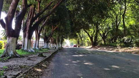 Lush Tree-Lined Avenue Driving Shot Latin America 4K Video stock 336691488