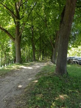 Lush Tree-Lined Pathway in Nature Stock Photos