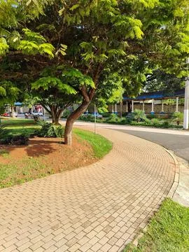 Lush tree marks the path of the walk Stock Photos