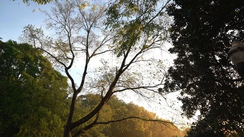 Lush tree at park Video stock 106274433