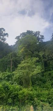 Lush tree Stock Photos