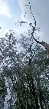 Lush tree Stock Photos