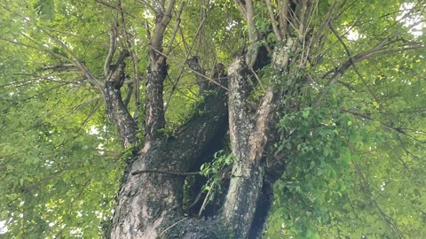 Lush tree, shot from a low-angle perspective. Stock Footage 279256401