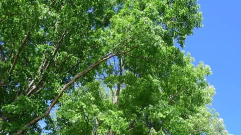 Lush tree top leaves on the wind Stock Footage 277858735