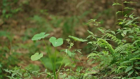A lush tree in a tropical forest, surrounded by greenery, with serene atmosphere Stock Footage 301514970