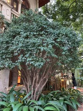 Lush tree in an urban environment Stock Photos