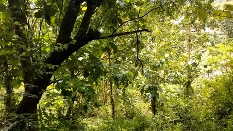 The Lush Trees in the Afternoon: Stock Footage 328847324