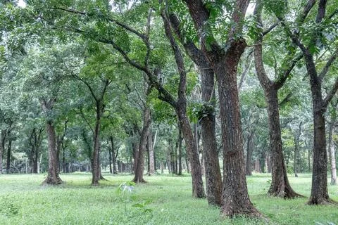 Lush trees and open forest with fresh natural grass Stock Photos