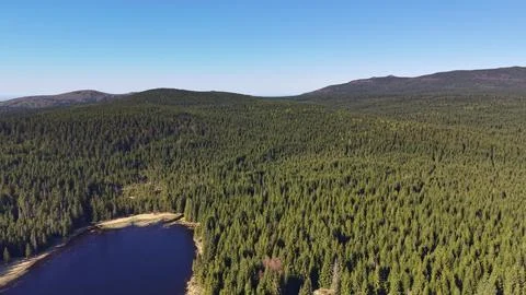 Lush trees blanket distant mountains. Coniferous treetops form vast green s.. Stock Photos