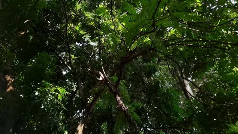 Lush trees cover the sunlight Stock Footage 273245611