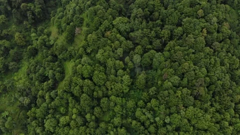 Lush trees Stock Footage 223295550