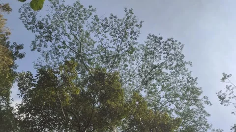 The Lush Trees Stock Footage 323333171