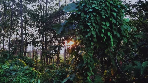 The lush Trees in forest that shines through the time when the sunsets Stock Footage 231661282
