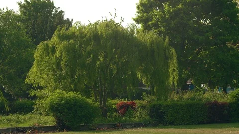 Lush Trees in Park Stock Footage 76120353