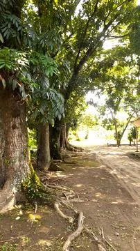 Lush trees Stock Photos