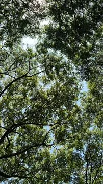 Lush Trees Scenery Stockfoto's