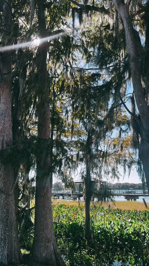 Lush Trees Surrounding a Tranquil Lake Stock Footage 295516701