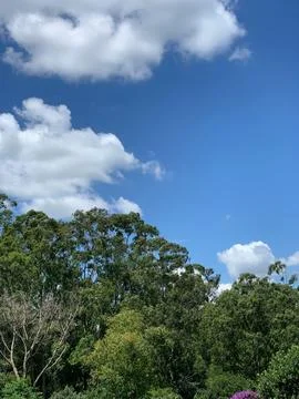 Lush trees under blue sky Stock Photos