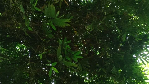 Lush Tropical Bamboo Canopy Viewed from Below Stock Footage 334854663