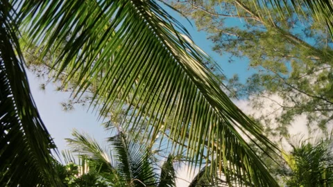 A Lush Tropical Canopy featuring Vibrant Sunlit Palms against a Clear Blue Sky Stock Footage 313839361