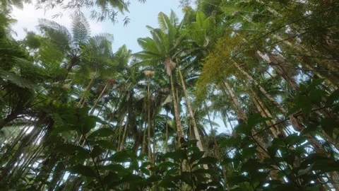 Lush Tropical Canopy View from Below in Hawaii Botanical Garden Stock Footage 317130919