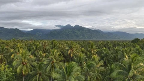 Lush Tropical Coconut Palms Under Misty Mountains in Palawan, Philippines 4K Stock Footage 343877429