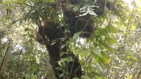 Lush Tropical Foliage on an Ancient Tree Stock Footage 329558406