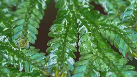 Lush Tropical Foliage Texture with Glossy Wet Leaves 스톡 동영상 334641895