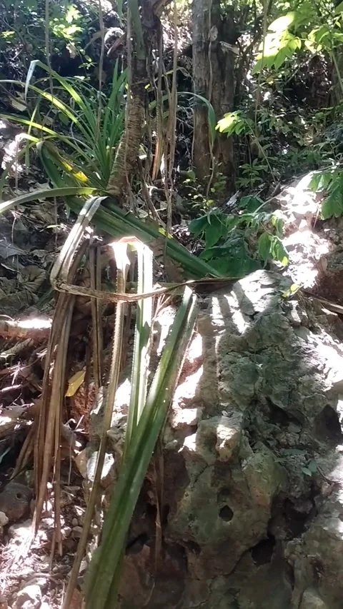 Lush Tropical Forest Ecosystem Stock Footage 331106779