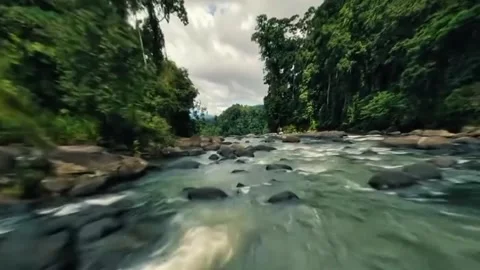 A lush tropical forest 스톡 동영상 329202350