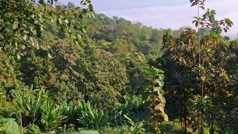 Lush tropical forest landscape with dense green foliage and trees Vídeo Stock 331657199